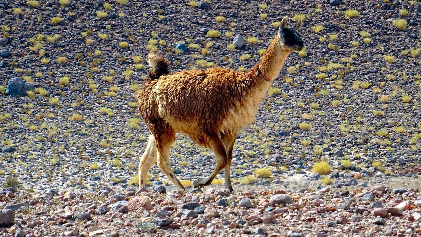 Llama (Lama glama)