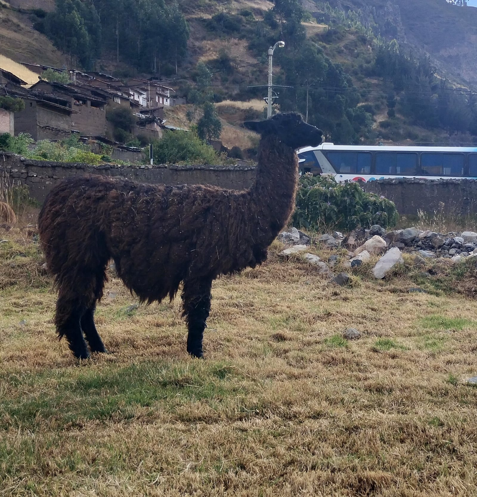 Dark-brown llama standing in a grassy field with a Peruvian hillside village and a parked bus in the background