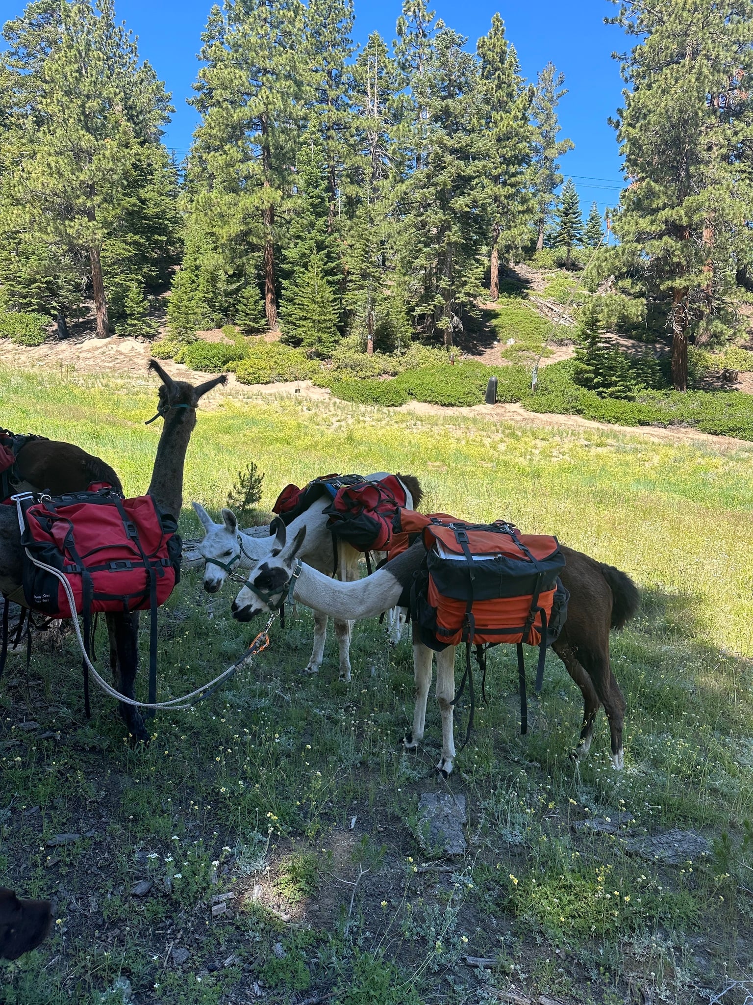 Three pack llamas fitted with red and orange saddle panniers, haltered together in a pine-forest meadow
