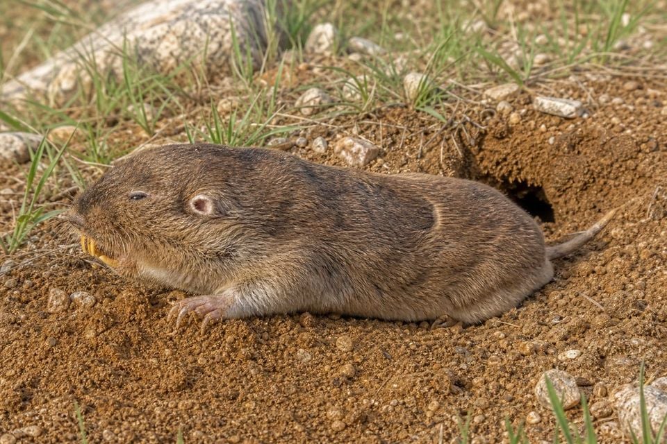 AI-generated image: Llano Pocket Gopher in side profile at burrow entrance in gravelly grassland. No public-domain photograph of this species exists. This image was generated with AI from verified reference material and reviewed by our editorial team for accuracy