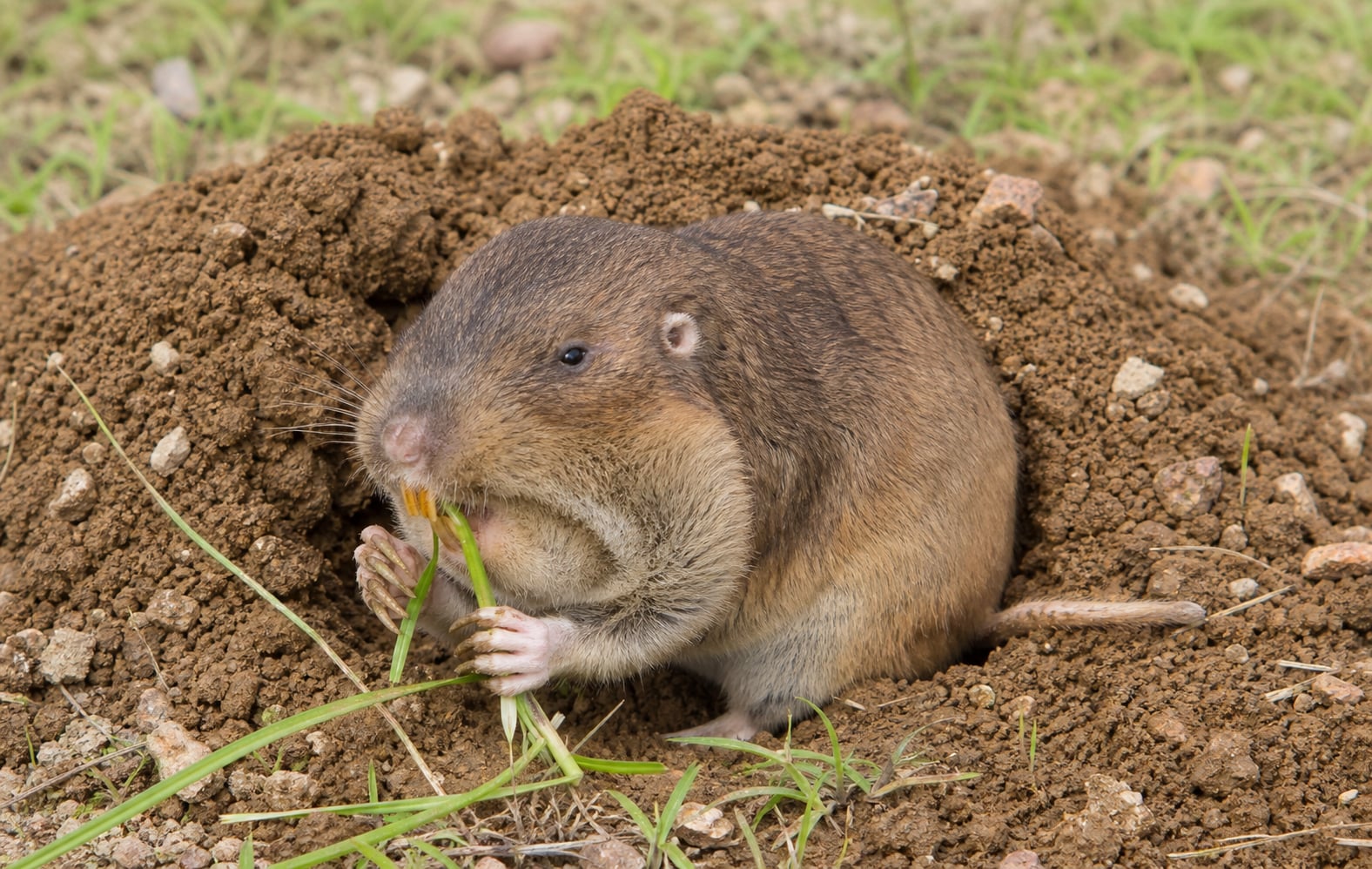 AI-generated image: Llano Pocket Gopher three-quarter view grasping grass blades on soil mound. No public-domain photograph of this species exists. This image was generated with AI from verified reference material and reviewed by our editorial team for accuracy