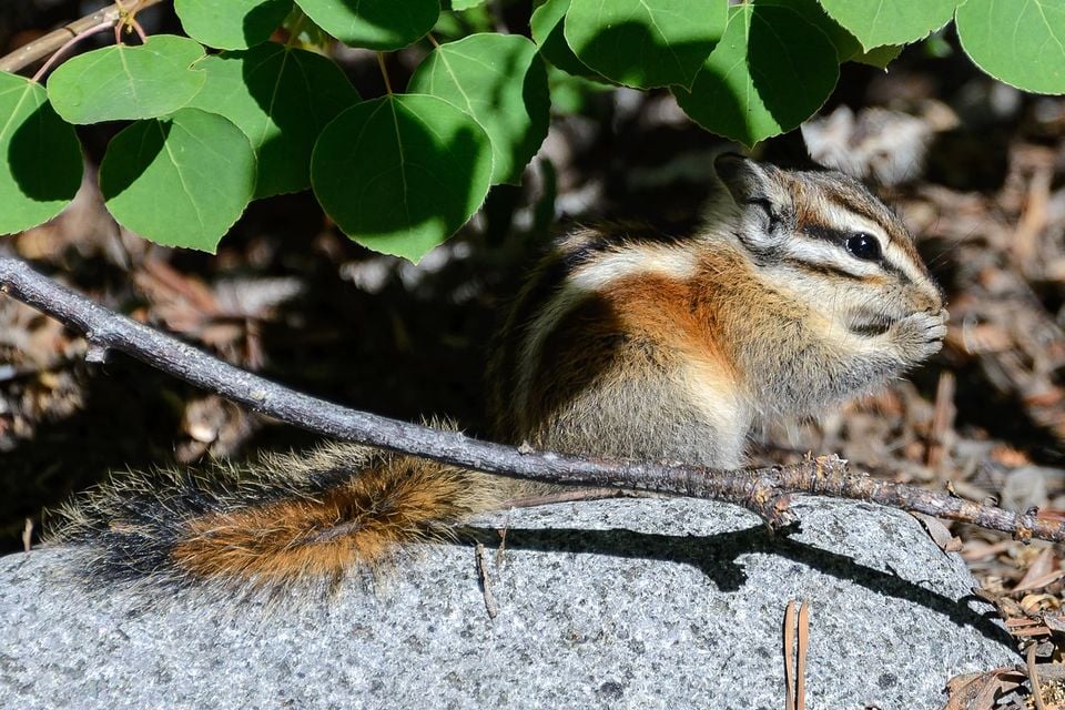 Live lodgepole chipmunk feeding beneath aspen leaves on a granite boulder, striped face and orange-tinted flank visible