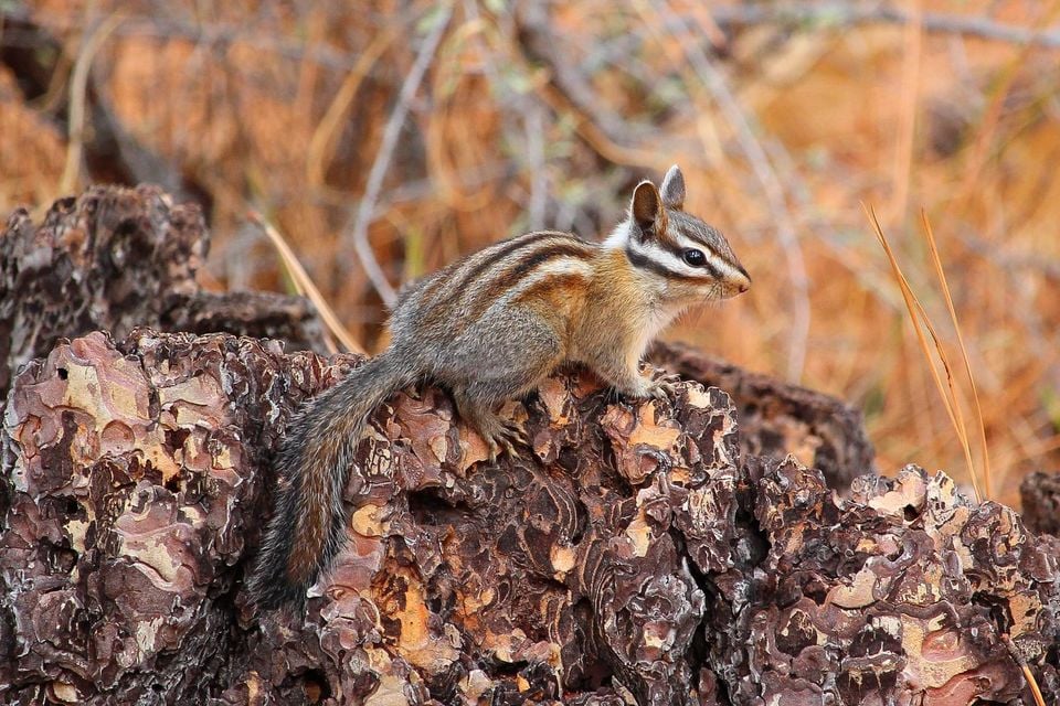 Long-eared Chipmunk