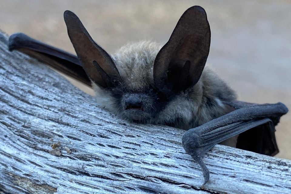 Long-eared myotis peering over weathered wood