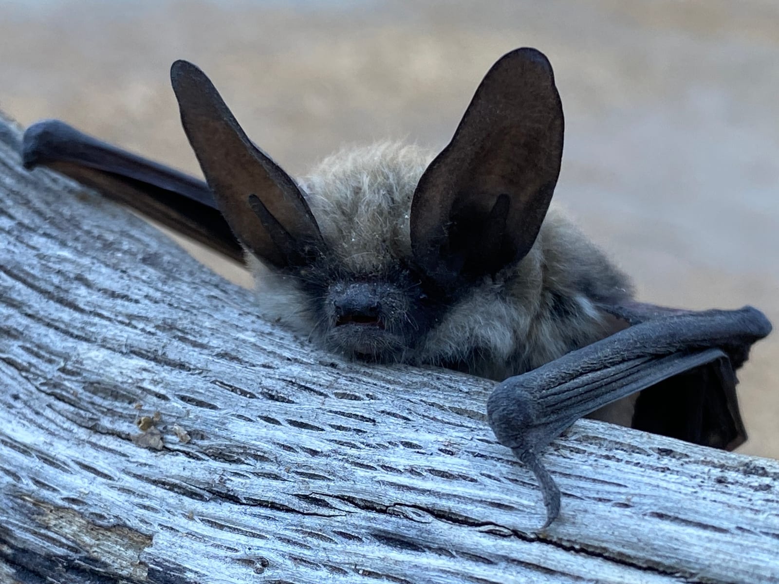 Long-eared myotis peering over weathered wood