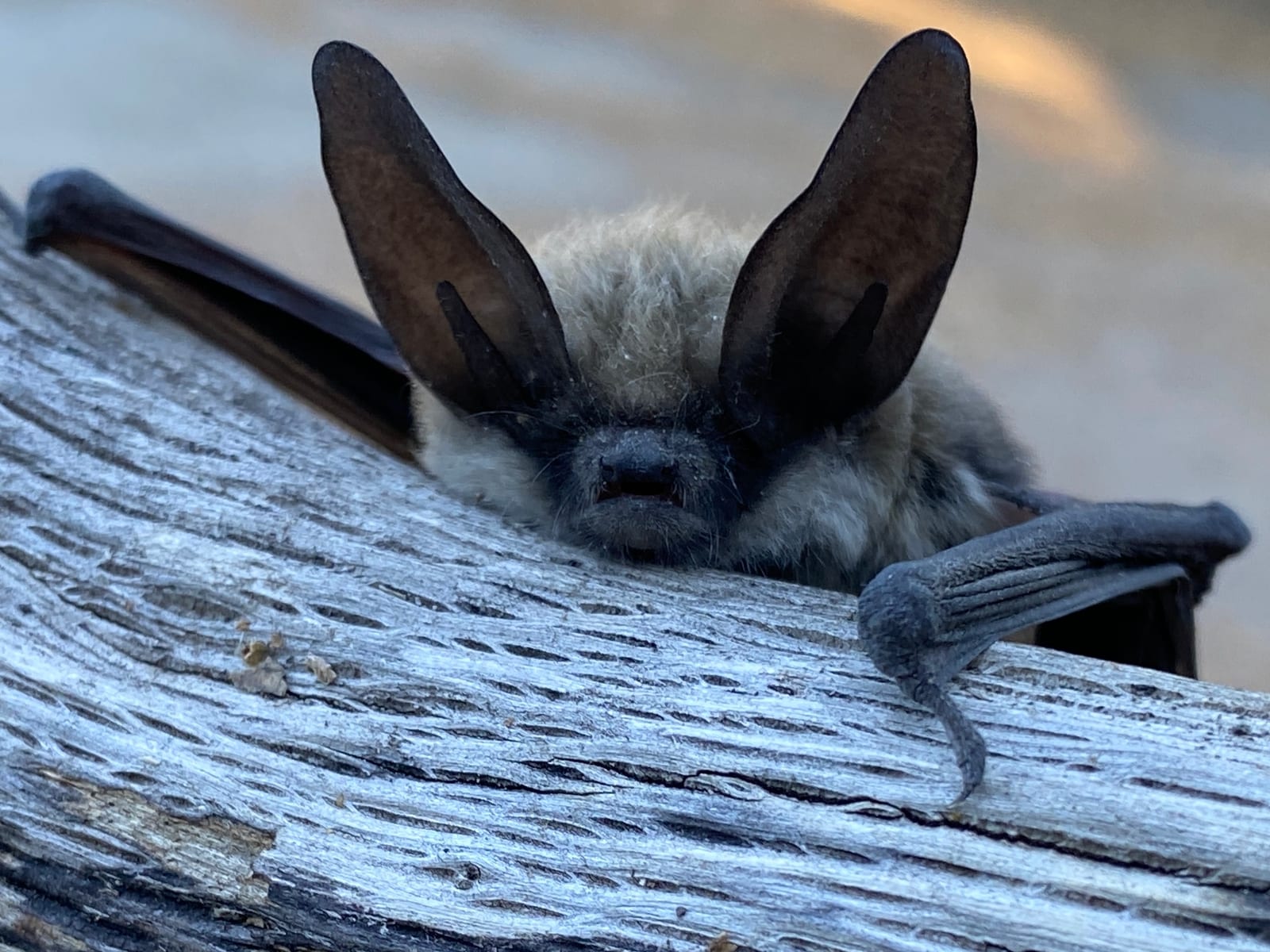 Long-eared myotis showing oversized dark ears