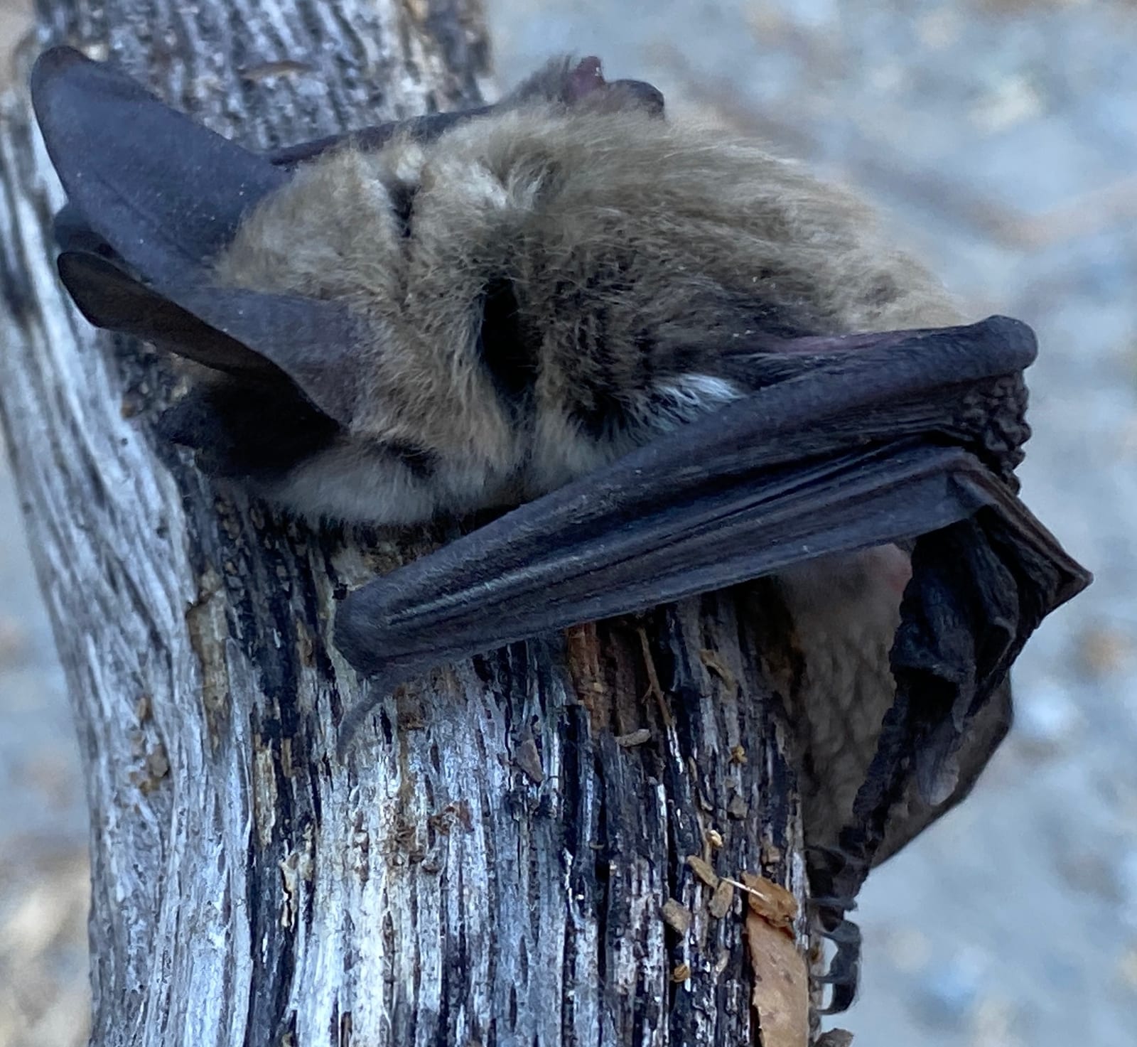 Long-eared myotis roosting against weathered wood