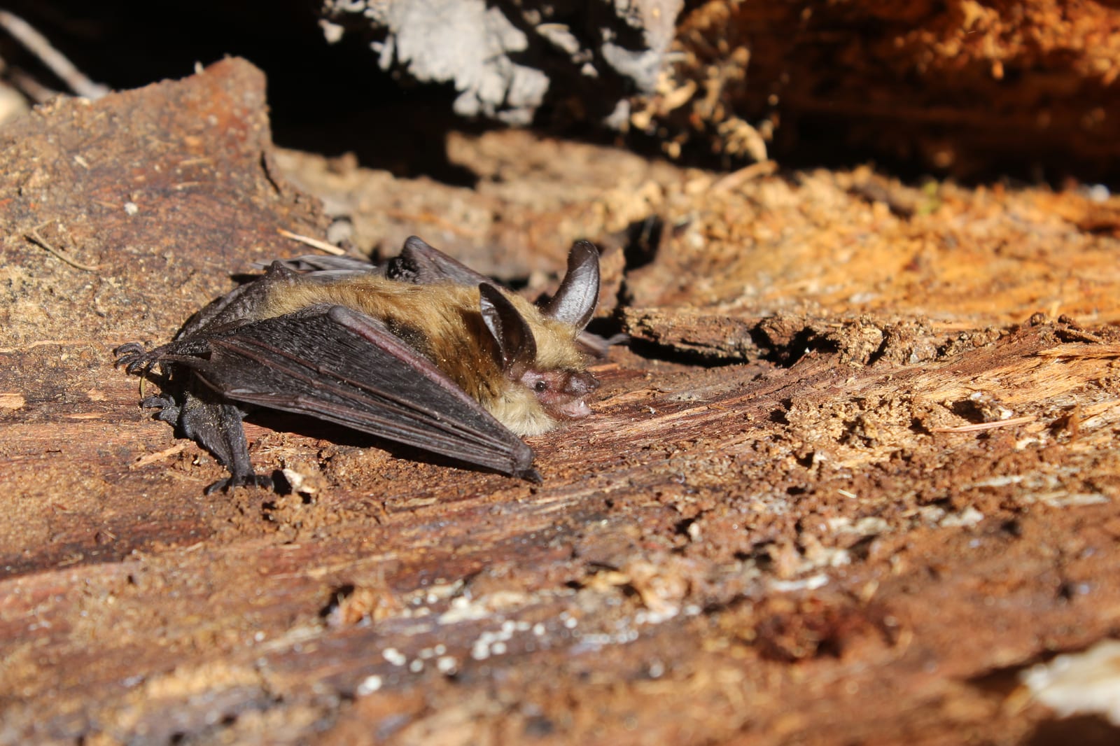 Long-eared myotis resting in decayed wood