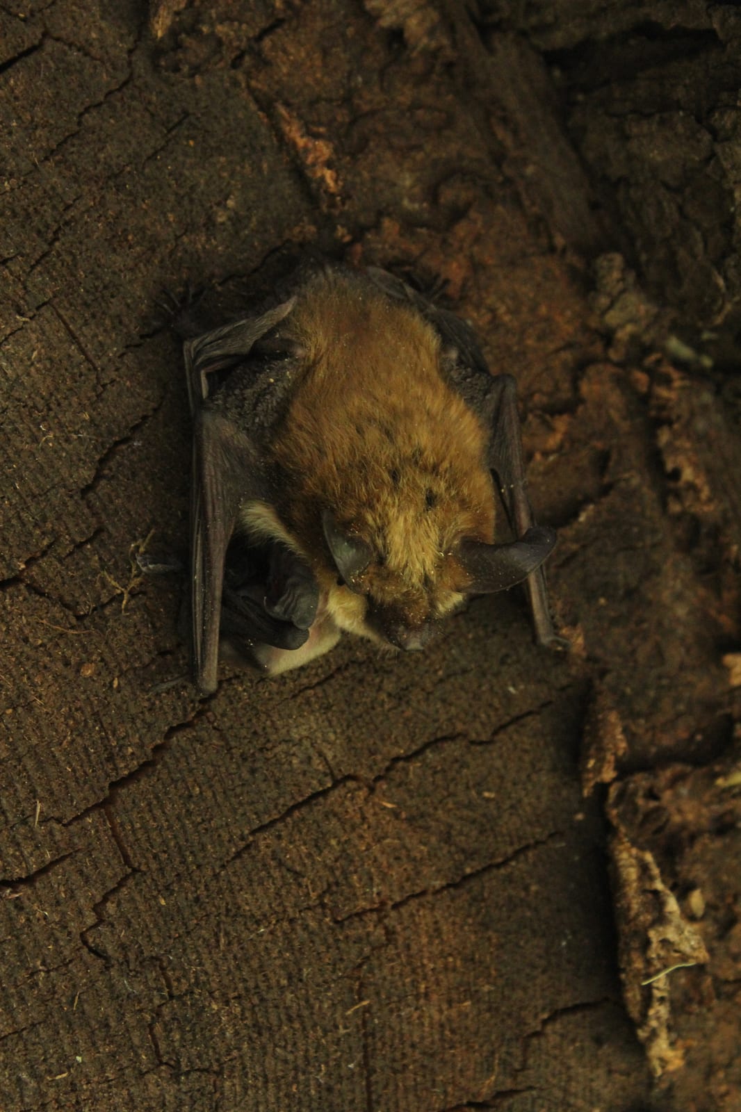Long-eared myotis roosting on dark bark