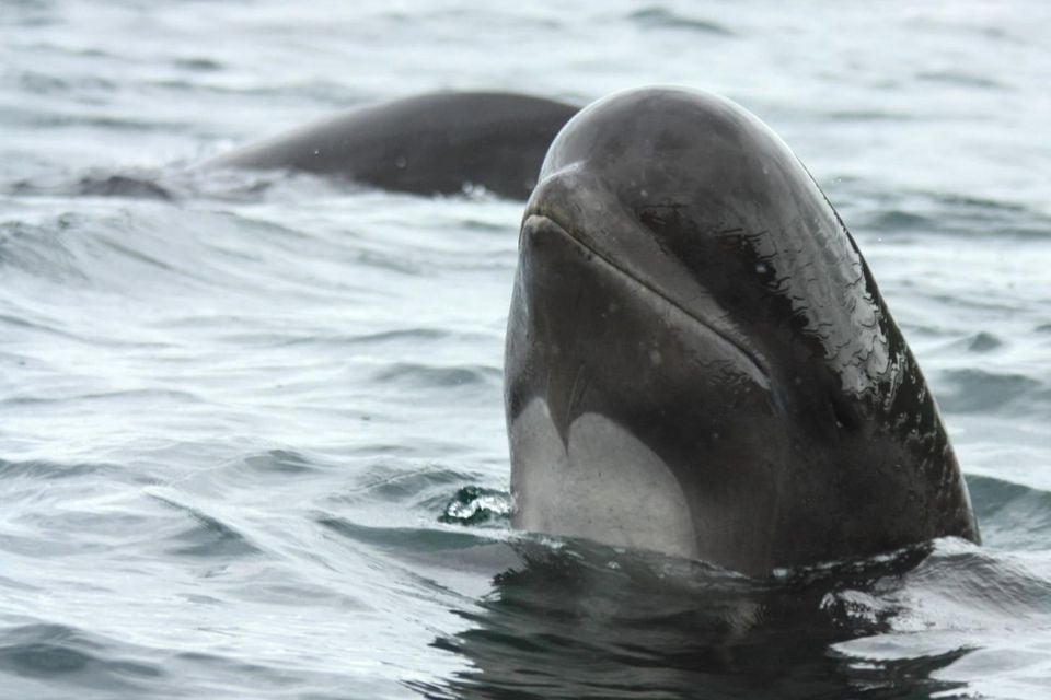 Long-finned pilot whale spyhopping at the surface, showing its bulbous forehead