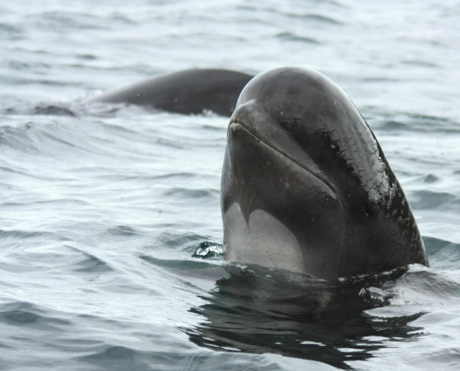 Long-finned pilot whale spyhopping at the surface, showing its bulbous forehead