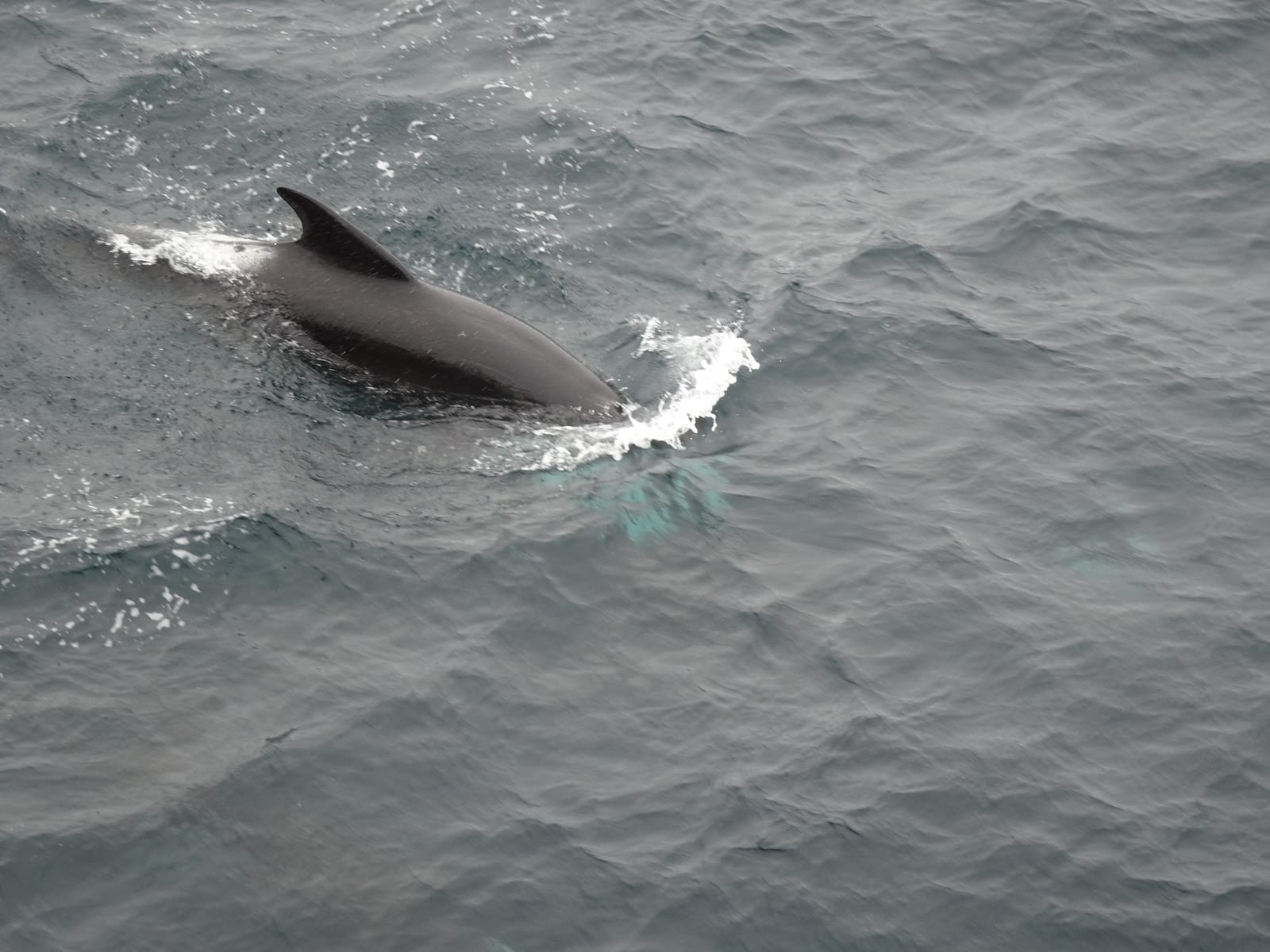 Long-finned pilot whale surfacing at sea, dorsal fin and dark back exposed