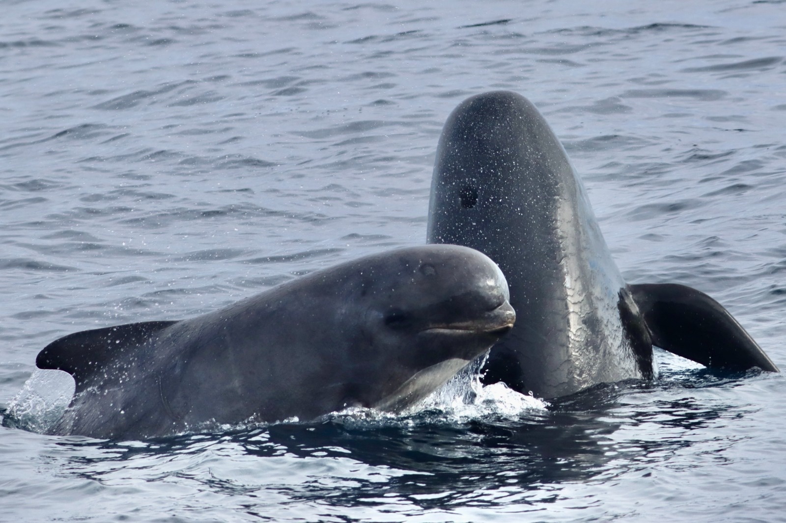Two long-finned pilot whales at the surface, one raising its head clear of the water