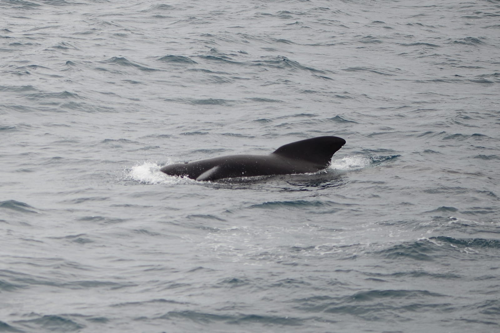 Long-finned pilot whale rolling at the surface in open water