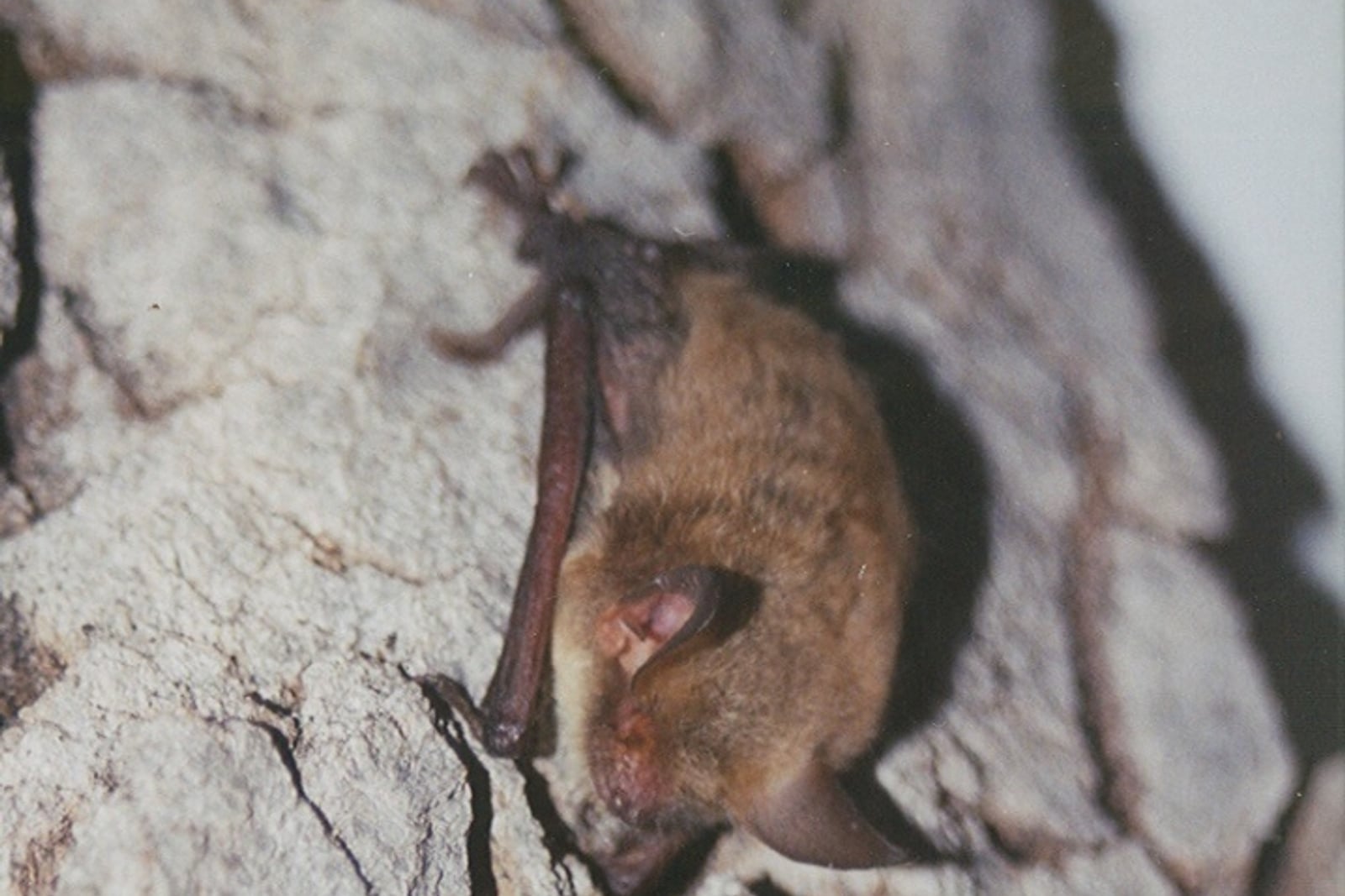 Long-legged myotis roosting on tree bark with wings folded