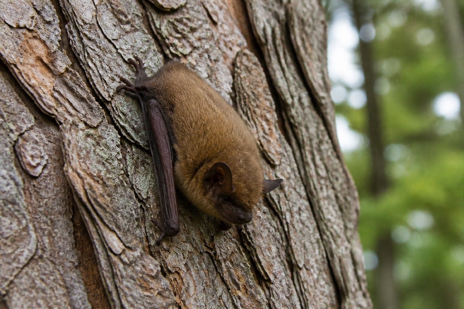 AI-generated image: Long-legged myotis roosting on tree bark. No additional license-safe photograph of this species exists. This image was generated with AI from verified reference material and reviewed by our editorial team for accuracy