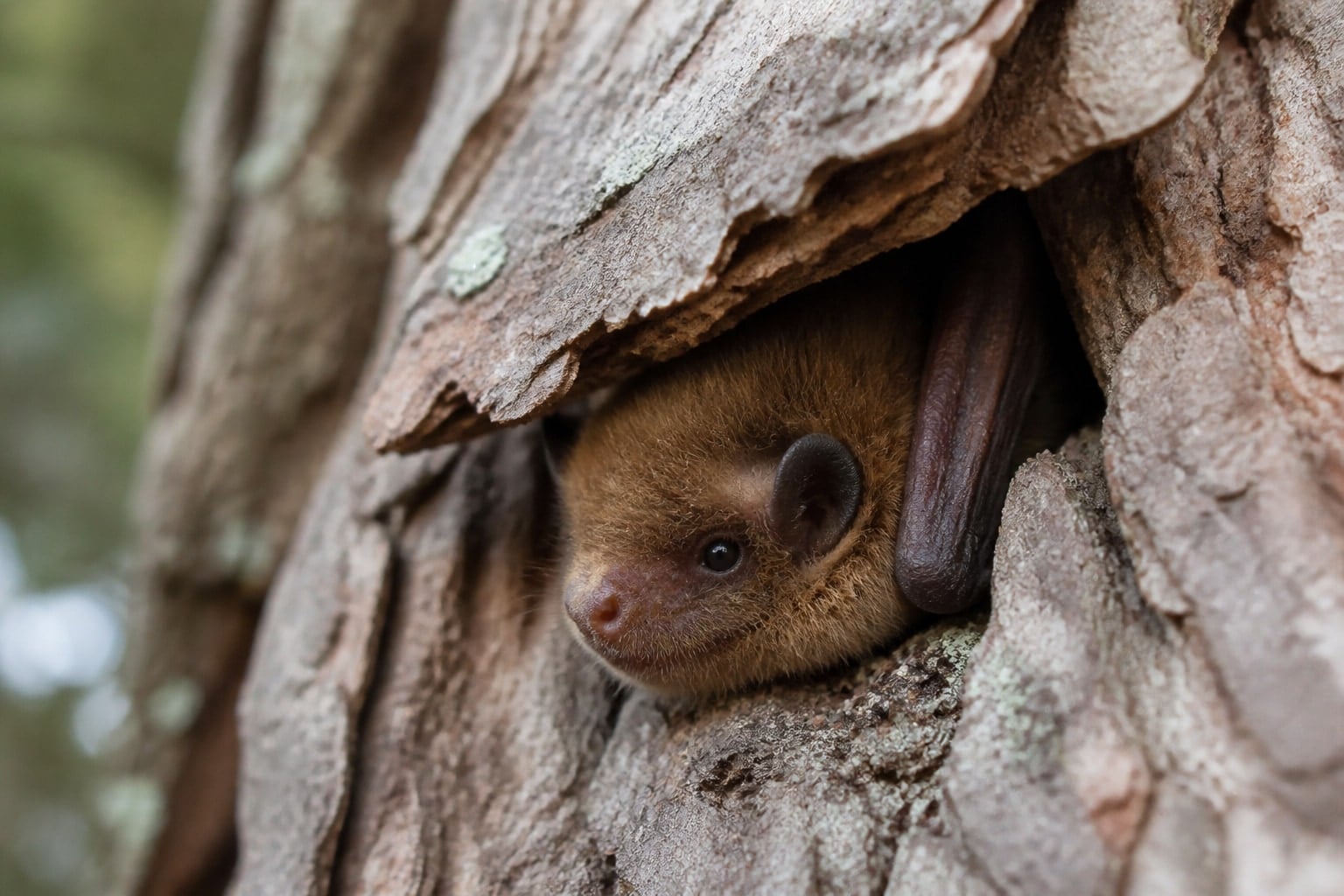 AI-generated image: Long-legged myotis tucked under a loose bark flap. No additional license-safe photograph of this species exists. This image was generated with AI from verified reference material and reviewed by our editorial team for accuracy