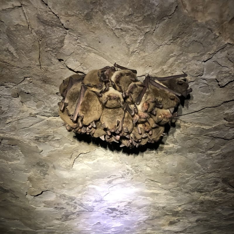 Cave myotis roosting in a cave cluster