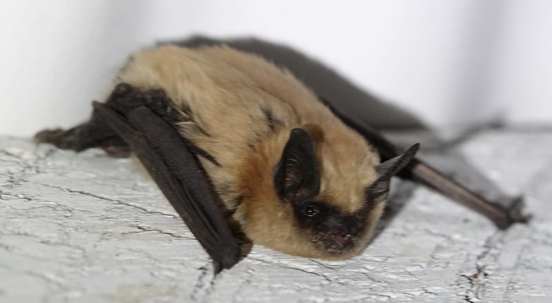 Western small-footed myotis roosting on a wall