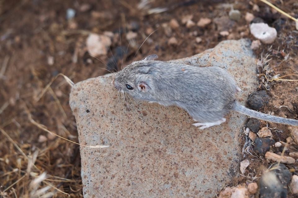 Long-tailed pocket mouse perched on a flat rock, whiskers fanned forward and one eye alert, desert gravel in the background