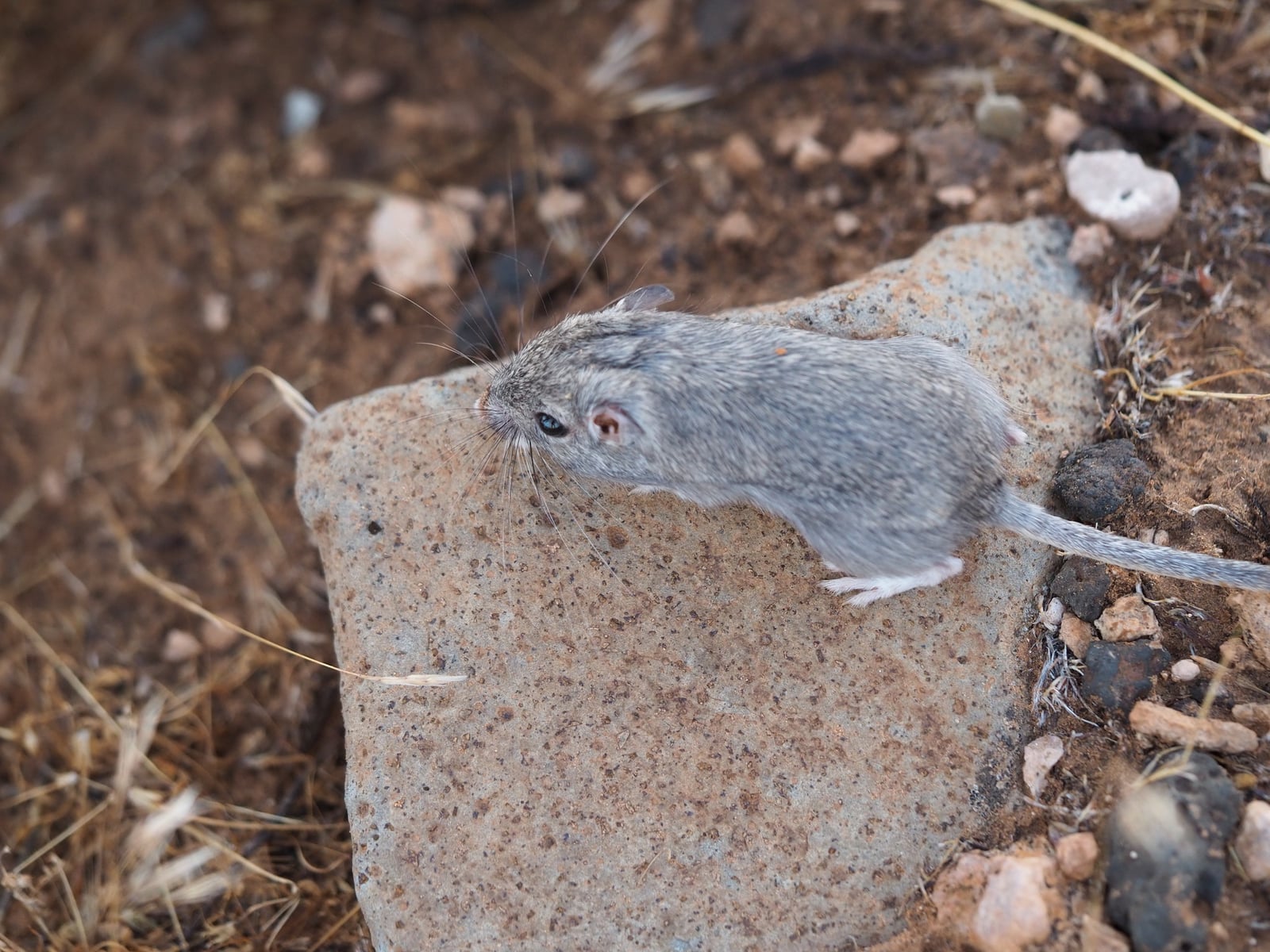 Long-tailed pocket mouse perched on a flat rock, whiskers fanned forward and one eye alert, desert gravel in the background