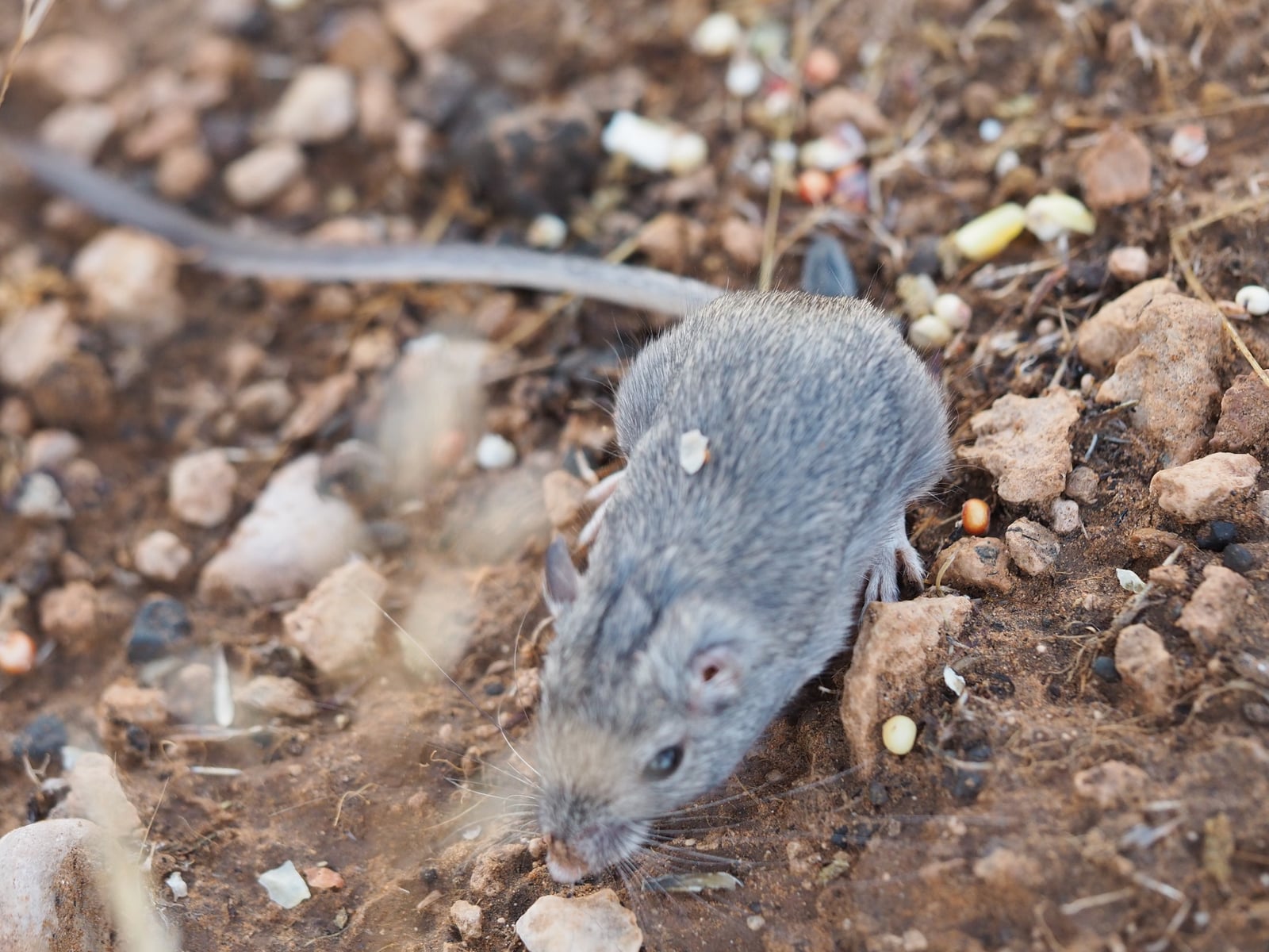 Long-tailed pocket mouse foraging head-down on desert gravel, long tail extended behind