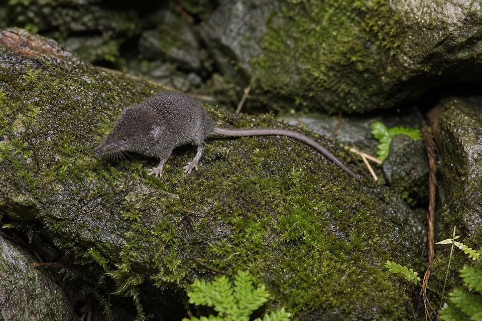AI-generated image: Long-tailed Shrew in side profile on moss-covered wet rocks. No public-domain photograph of this species exists. This image was generated with AI from verified reference material and reviewed by our editorial team for accuracy