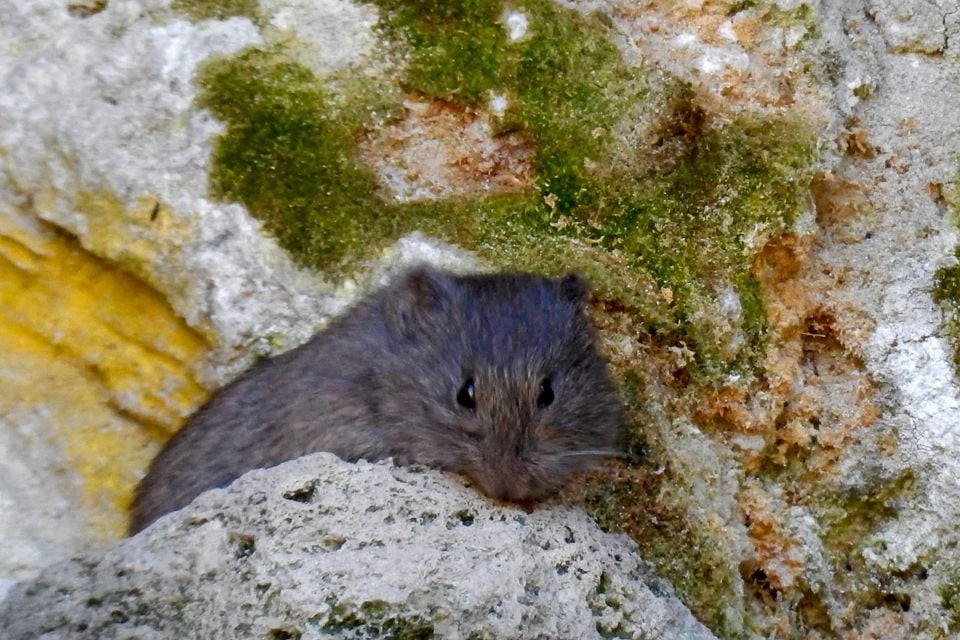 Long-tailed vole peering from rocks