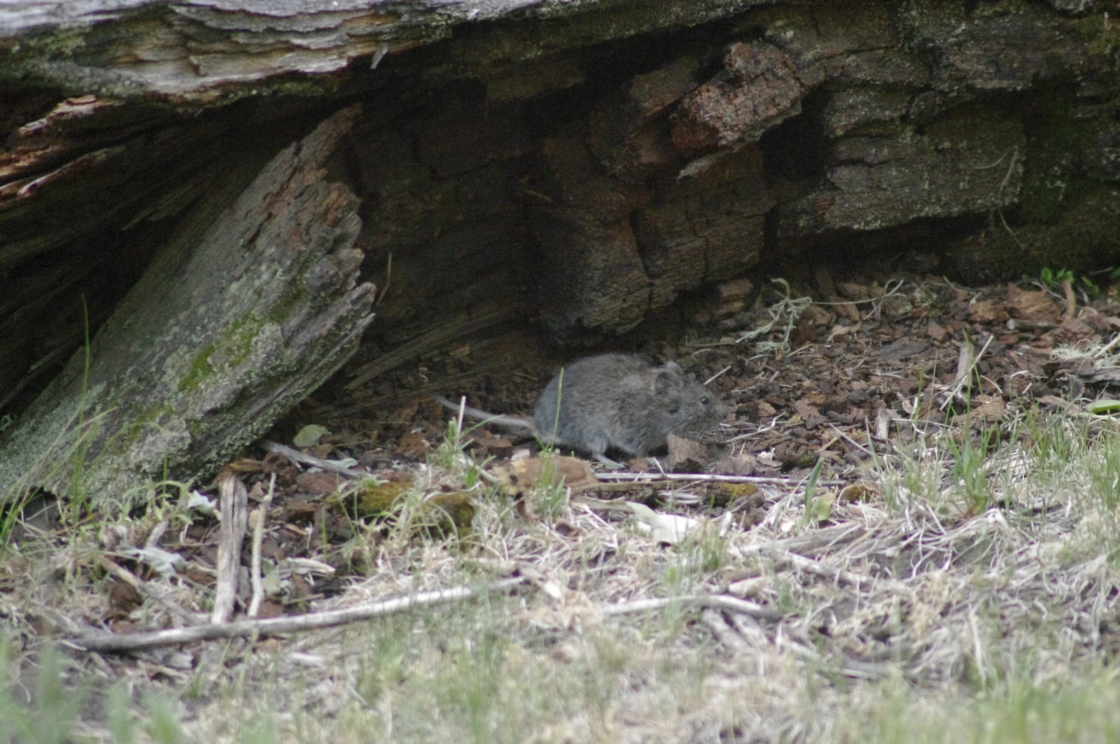 Long-tailed vole under a fallen log