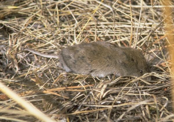 Long-tailed vole moving through dry grass, tail trailing behind