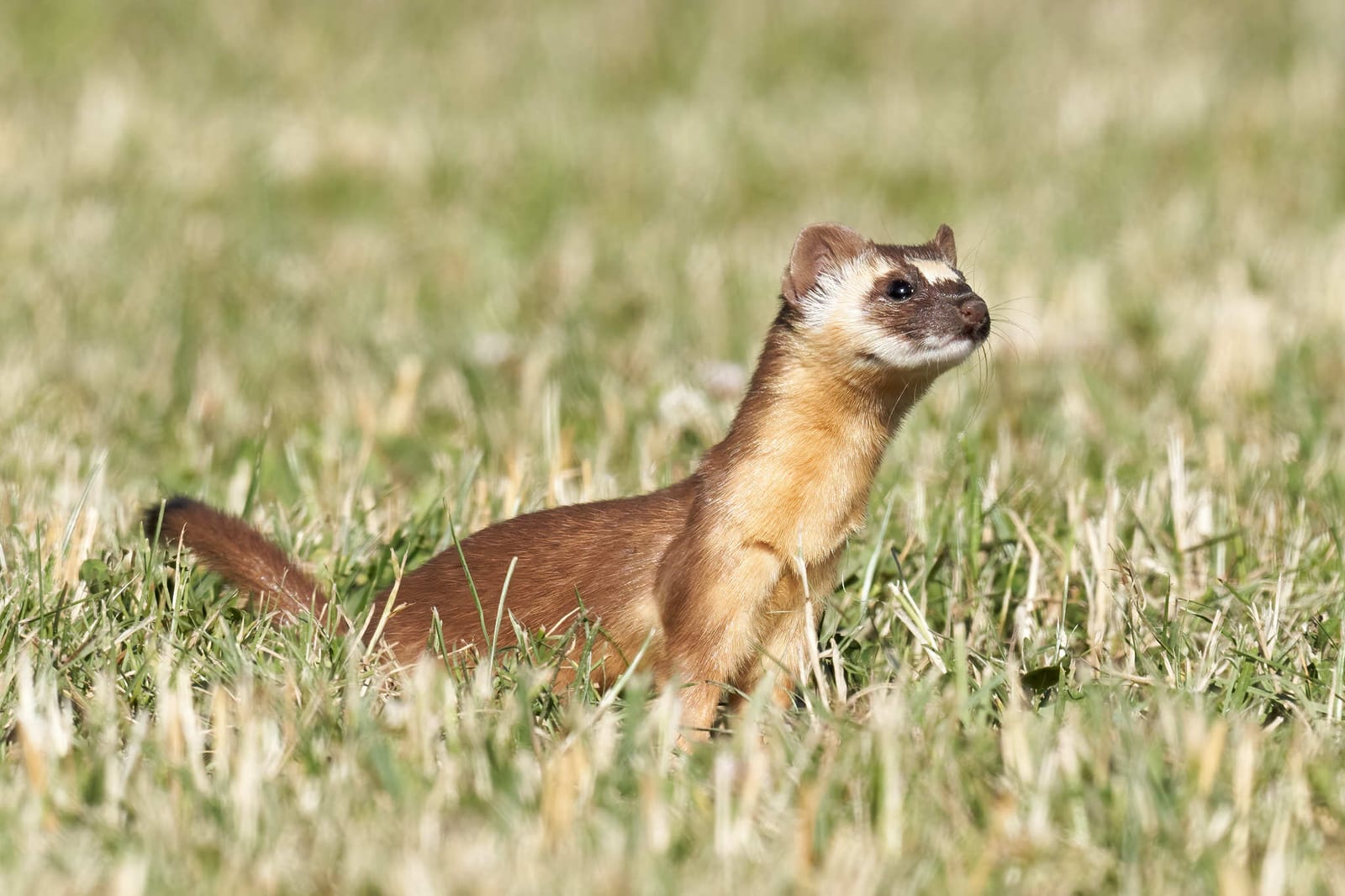 Long-tailed weasel standing alert in grass with its black-tipped tail curled behind it, Sonoma County, California