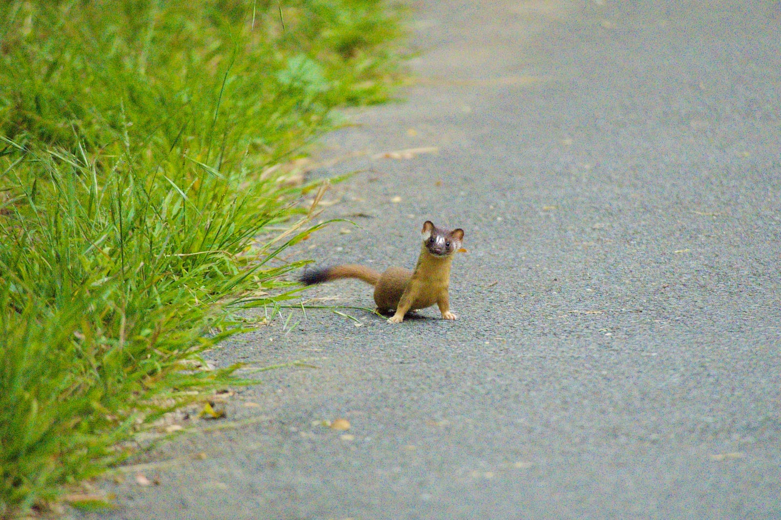 Long-tailed weasel pausing at the edge of a paved trail beside tall grass, San Francisco, California