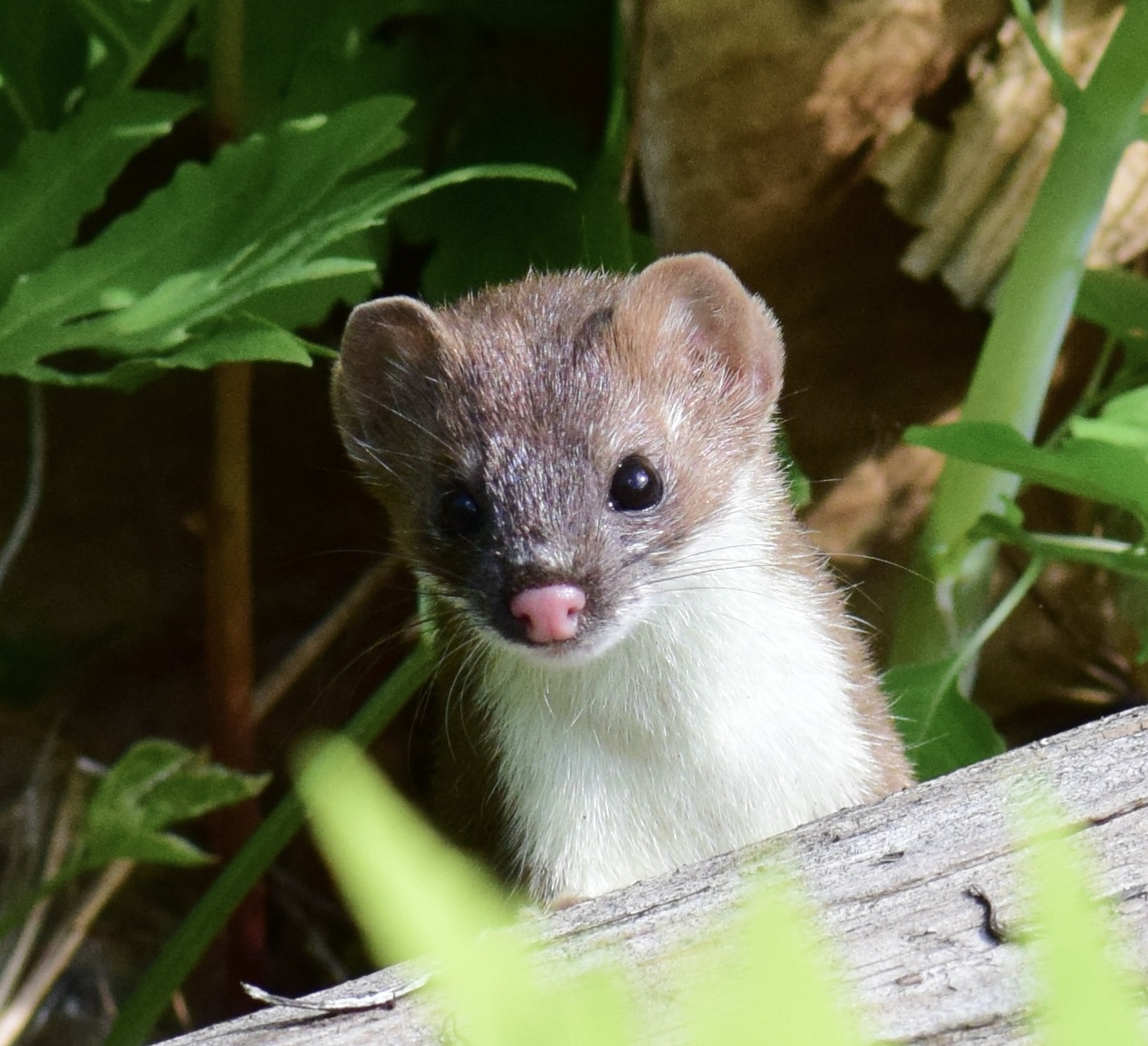 Long-tailed weasel peering over a log, showing its cream underside and brown crown, Vermont