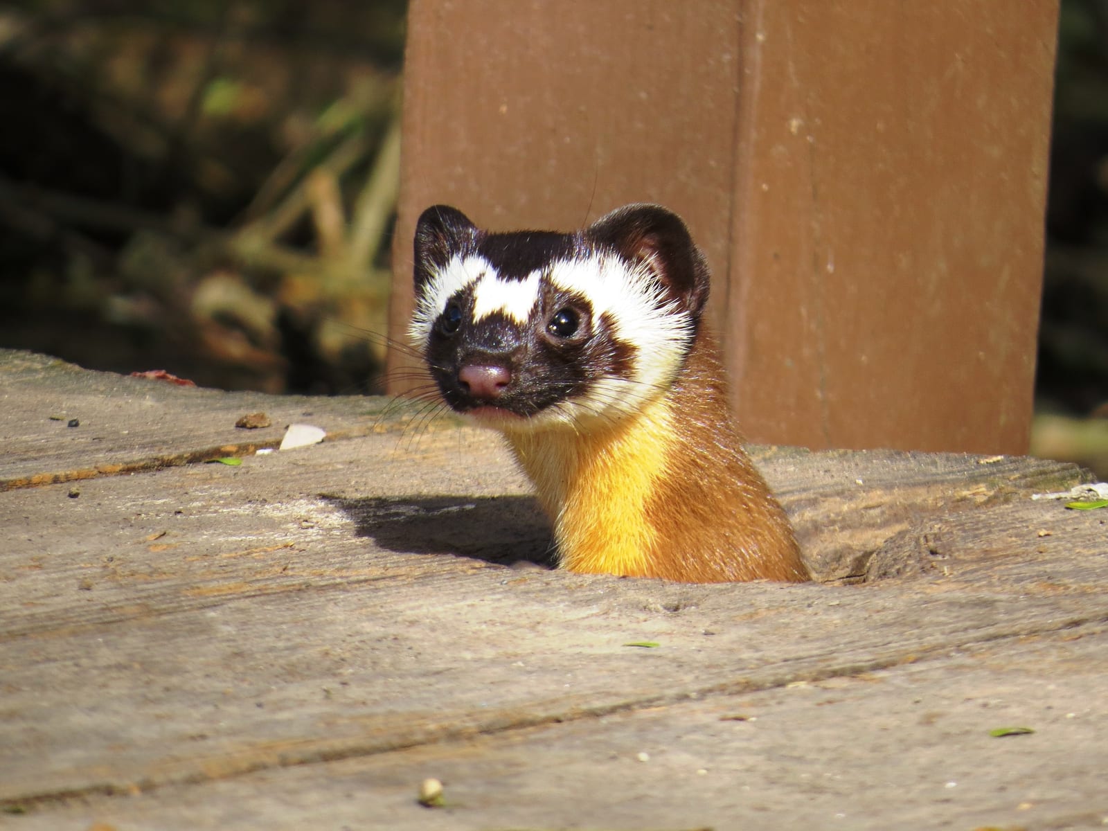 Long-tailed weasel with a bridled black-and-white facial mask peering through a gap in deck boards, Texas