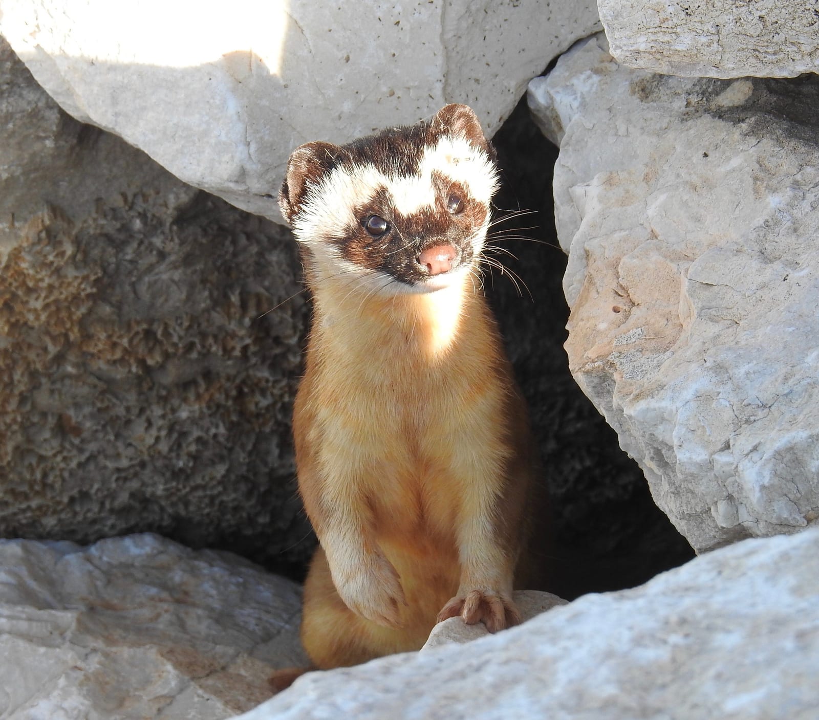 Long-tailed weasel standing alert among limestone rocks, New Mexico