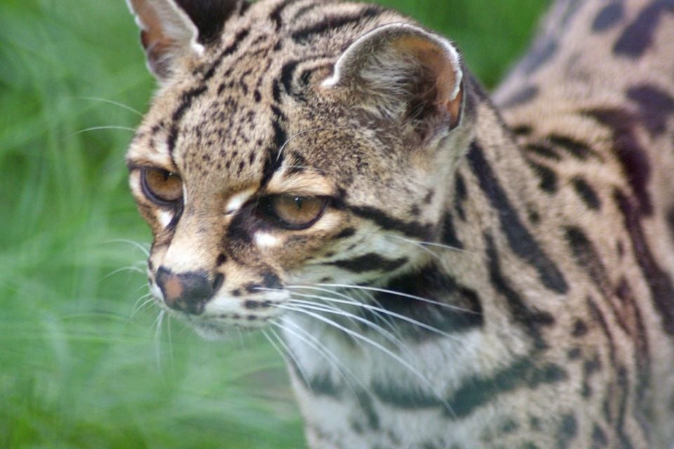 Close-up of a live margay's head and shoulders, dense dark rosette markings and large amber eyes