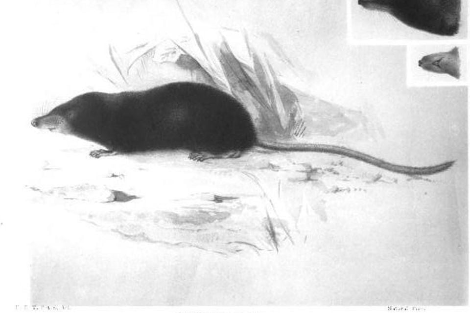 Illustration: marsh shrew (Bendire's shrew) drawn by Ernest Thompson Seton for Merriam's 1884 original description