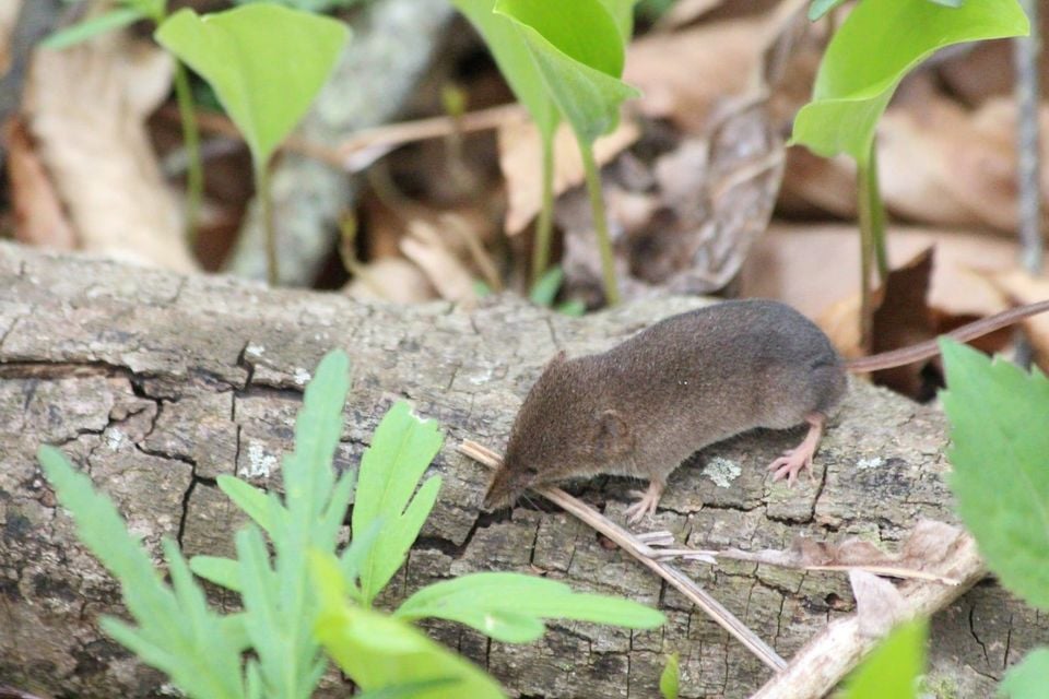 Sorex cinereus, Harwich, Chatham, Ontario, Canada 1