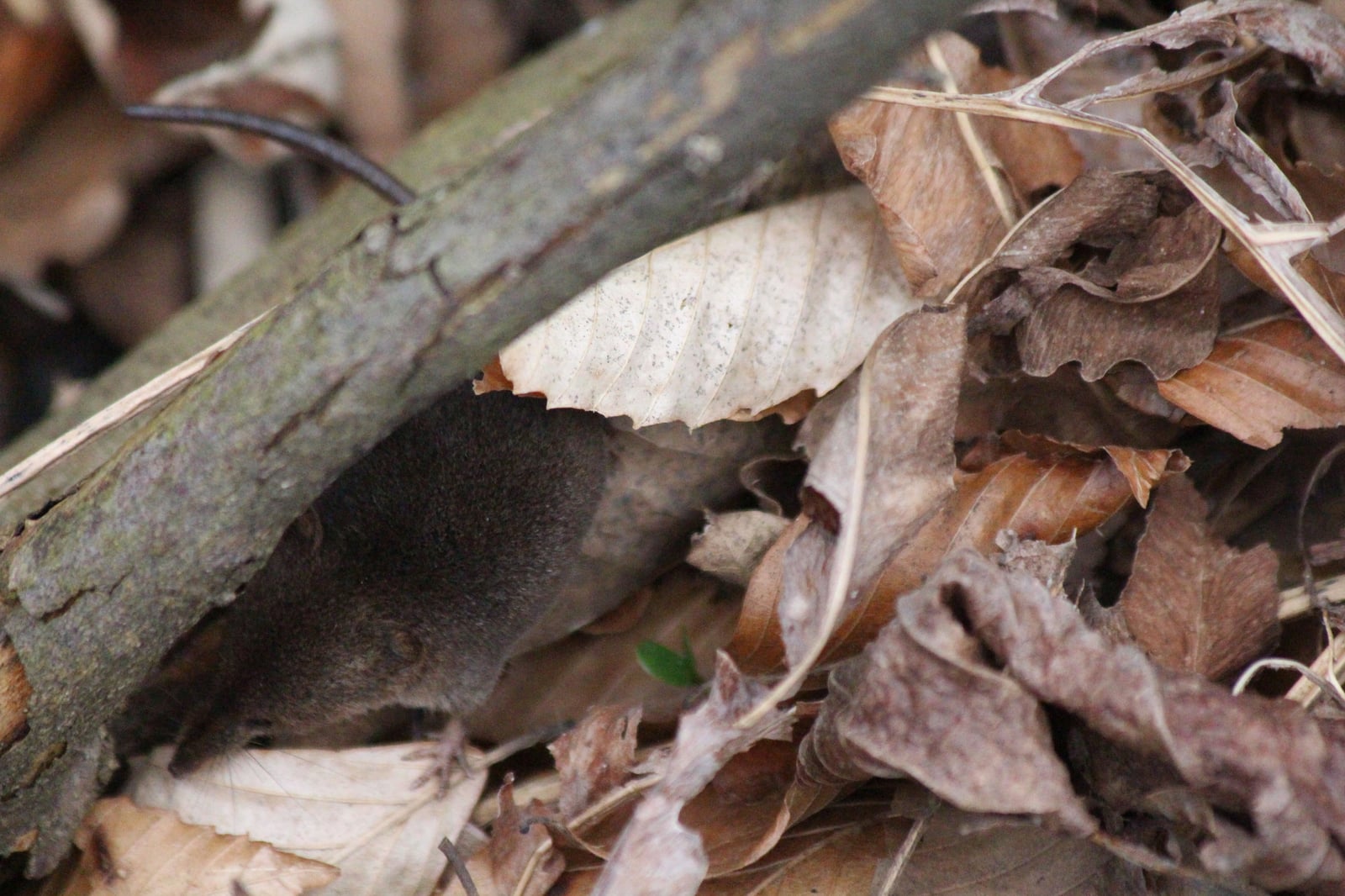 Sorex cinereus, Harwich, Chatham, Ontario, Canada 2