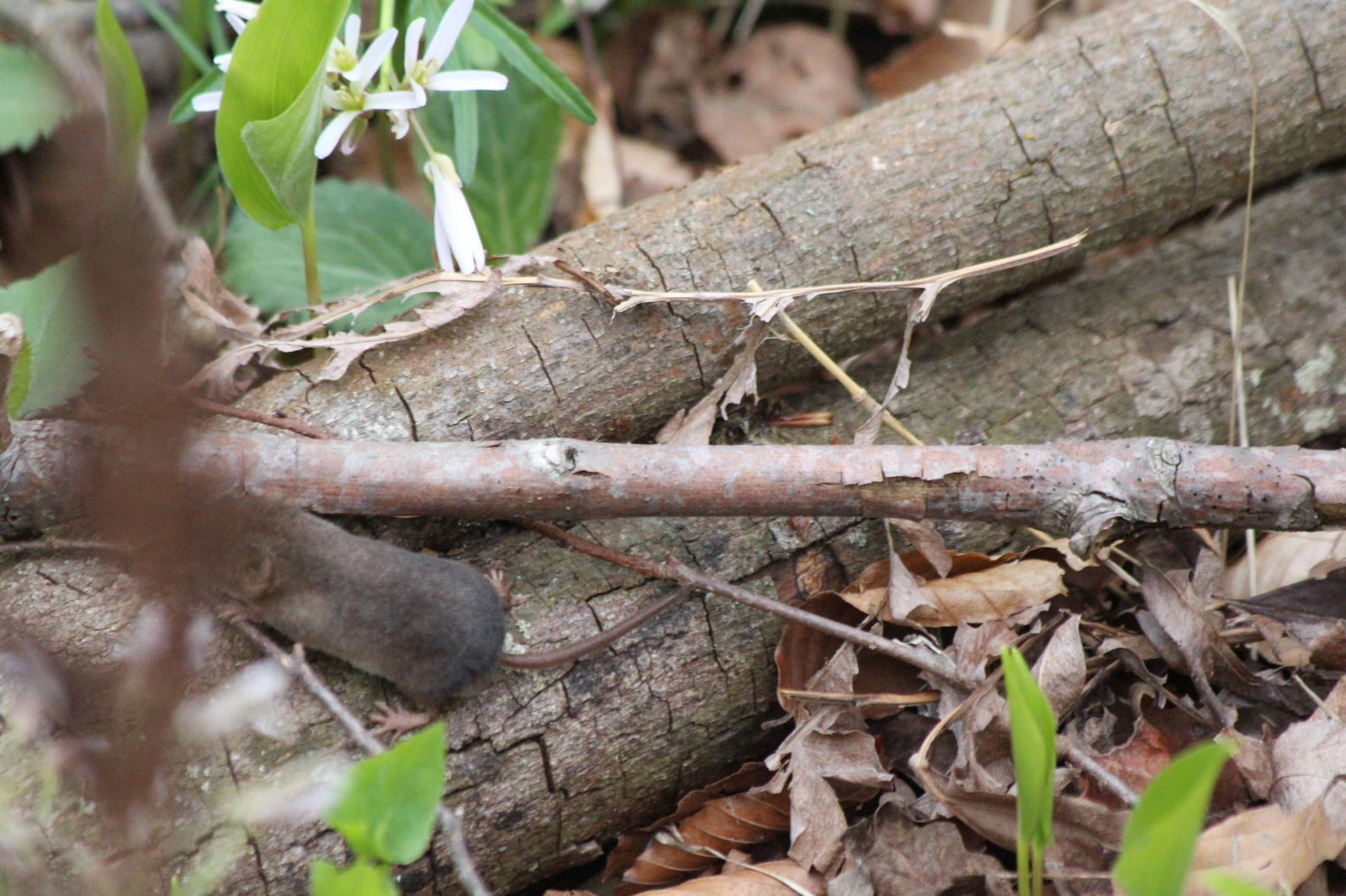 Sorex cinereus, Harwich, Chatham, Ontario, Canada 3