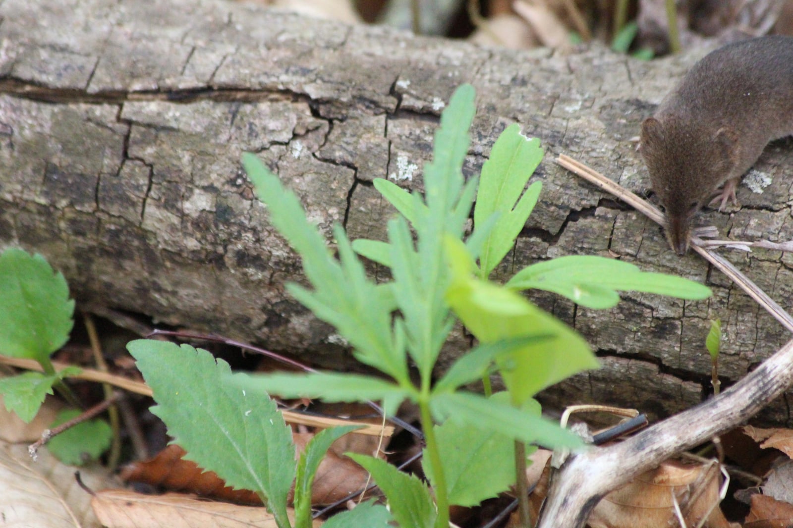 Sorex cinereus, Harwich, Chatham, Ontario, Canada 4