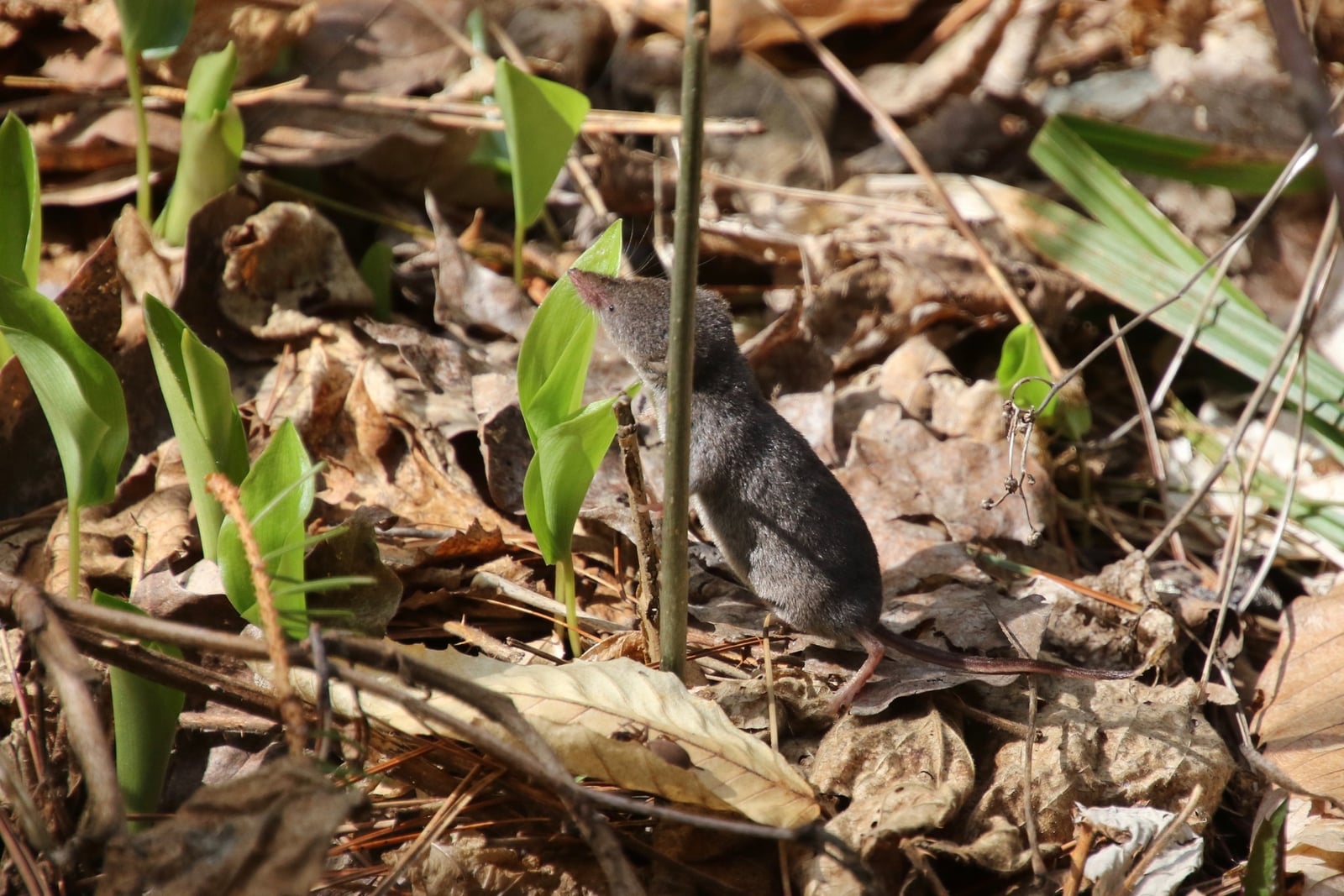 Sorex cinereus, Billings National Historical Park, Woodstock, Vermont, USA 1