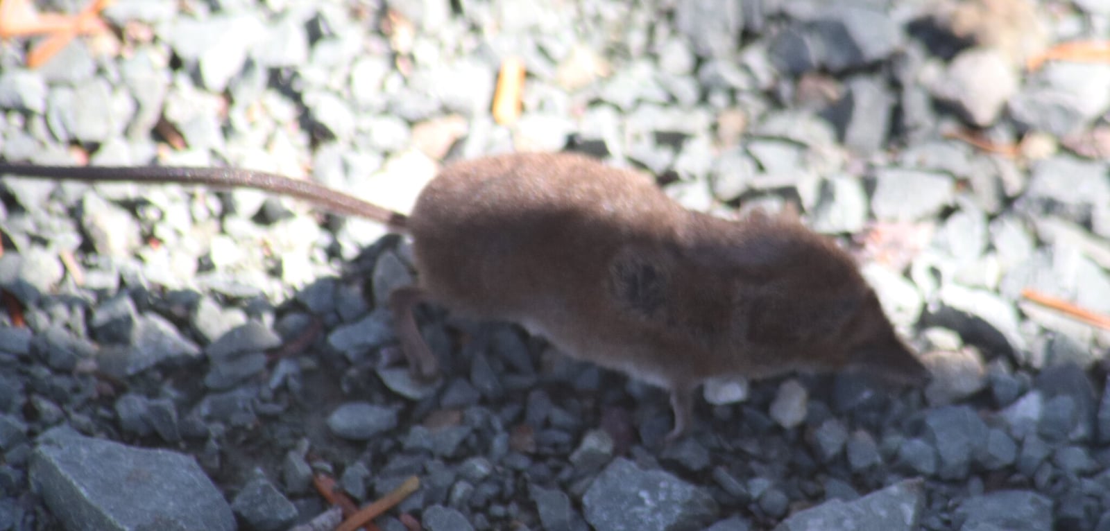 Masked Shrew (Sorex cinereus)