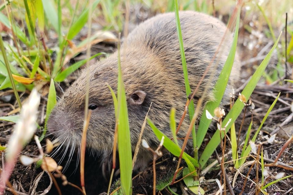 Live Yelm pocket gopher (a Mazama pocket gopher subspecies) peering out of its burrow entrance amid grass, South Puget Sound region of Washington