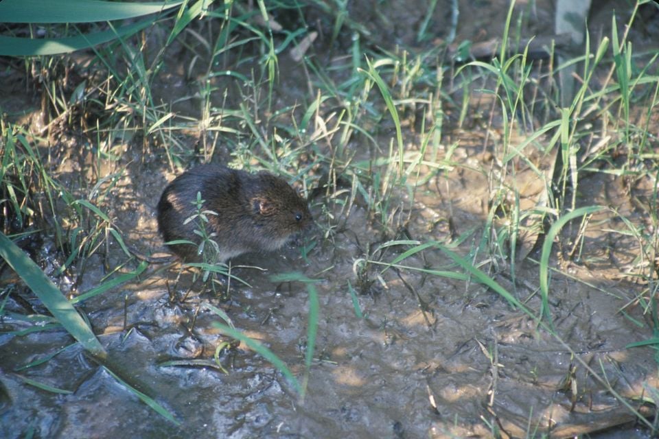 Microtus pennsylvanicus nbii h00362