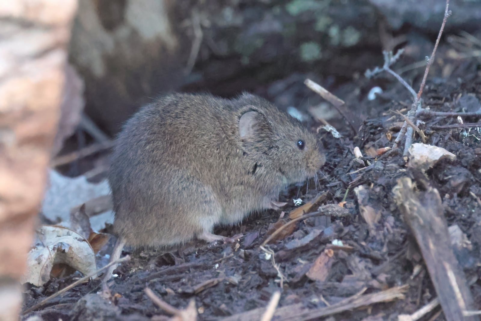 Meadow Vole (Microtus pennsylvanicus)