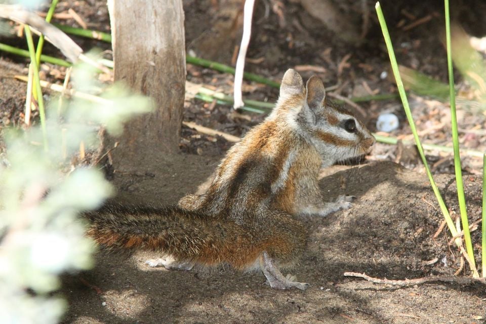 CHIPMUNK, MERRIAM'S (tamias merriami) (9-21-09) cottonwood springs, carrizo plain national monument, slo co, ca -01 (3947880249)