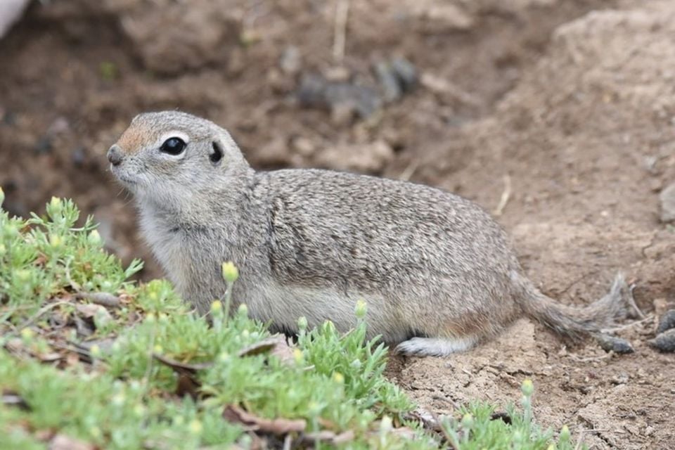 Urocitellus canus