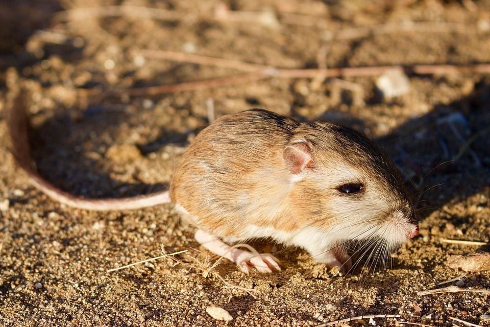 Merriam's kangaroo rat on desert sand at night