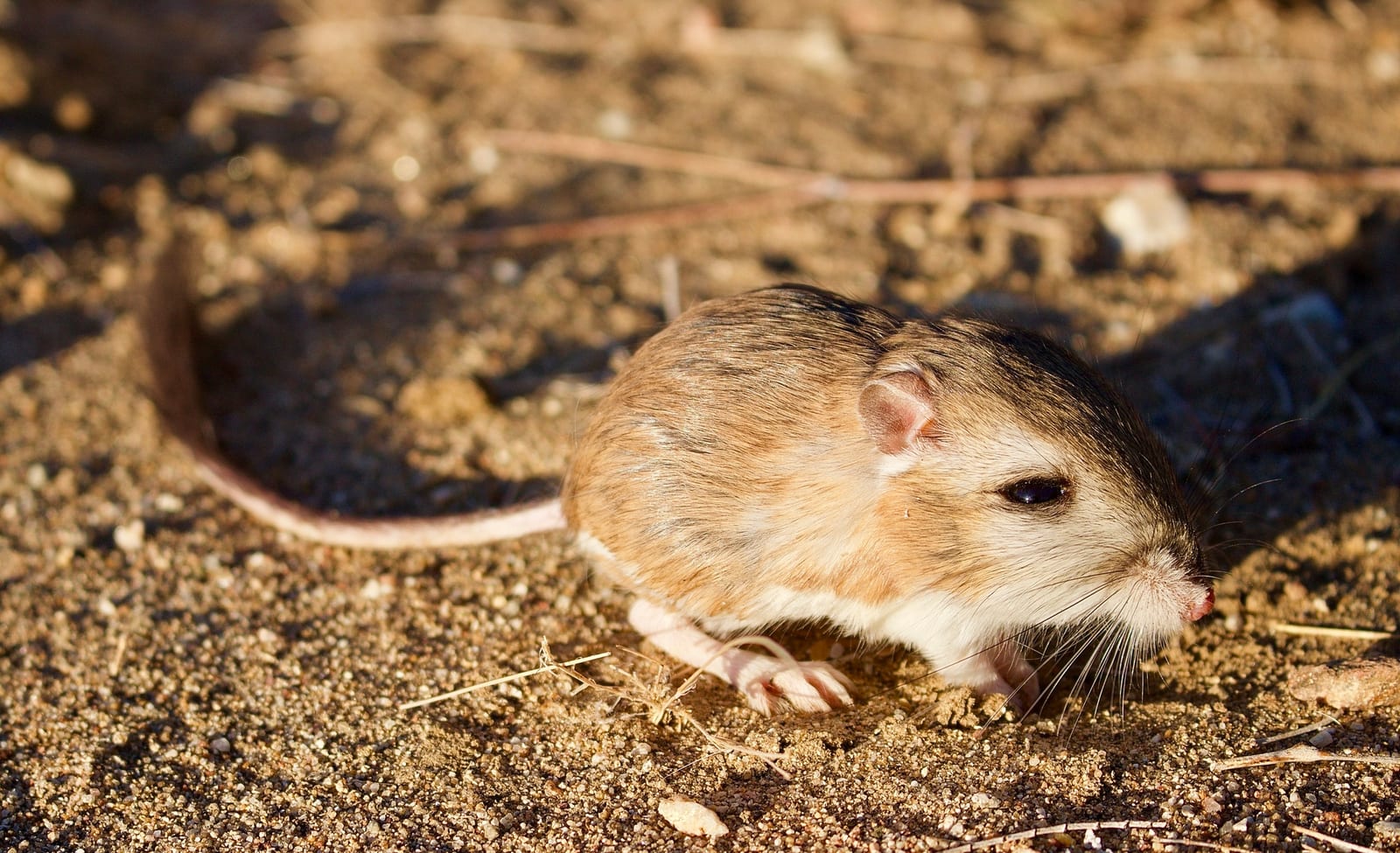 Merriam's kangaroo rat on desert sand at night